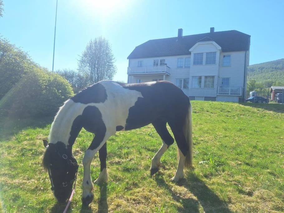 Privat Leilighet Pa Gard Med Badstue Og Nordlys Narvik Kültér fotó