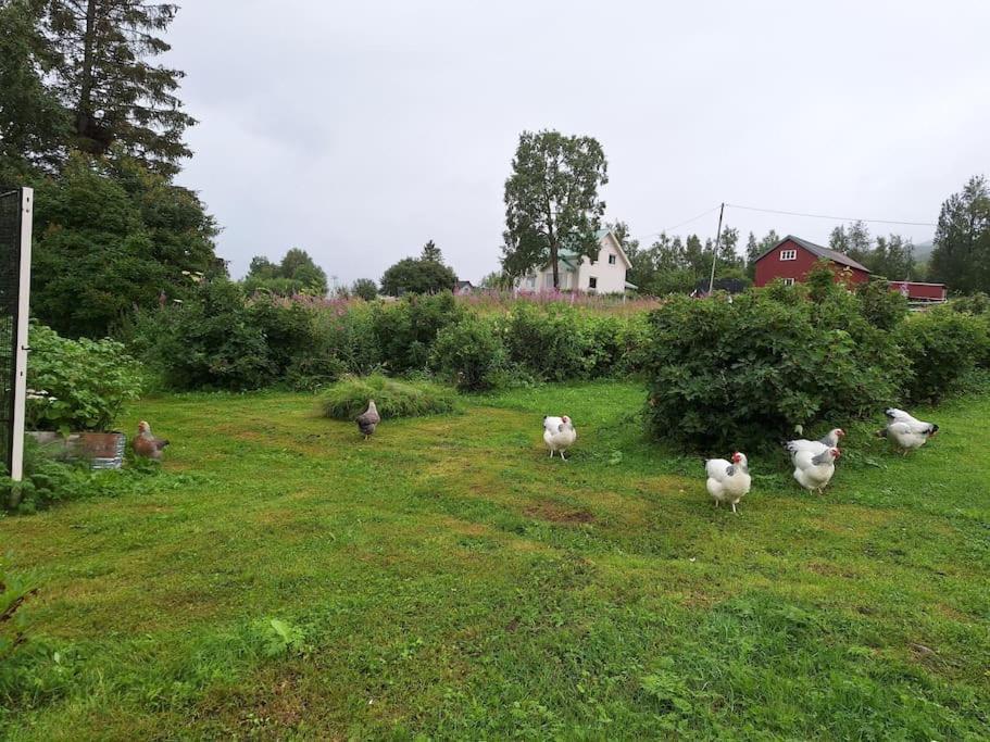 Privat Leilighet Pa Gard Med Badstue Og Nordlys Narvik Kültér fotó