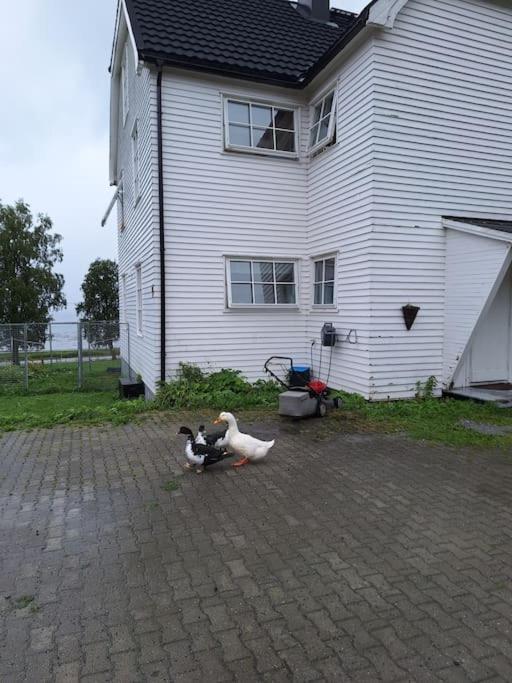 Privat Leilighet Pa Gard Med Badstue Og Nordlys Narvik Kültér fotó