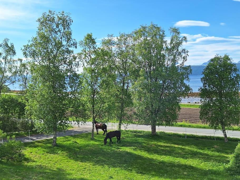 Privat Leilighet Pa Gard Med Badstue Og Nordlys Narvik Kültér fotó